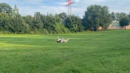 Hundeauslaufgebiet-Steinfurths Diek-Bild