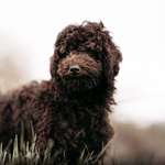 Ersteller:in Anni Profilbild