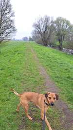 Hundeauslaufgebiet-Auslauf Glenne-Bild