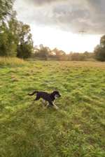 Hundeauslaufgebiet-Hundewiese Witten-Herbede-Bild