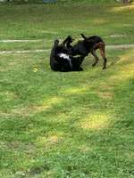 Hundeauslaufgebiet-Wadlzwicker - Eham e.V. Freilassing-Bild