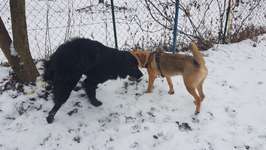 Hundeauslaufgebiet-Wadlzwicker - Eham e.V. Freilassing-Bild