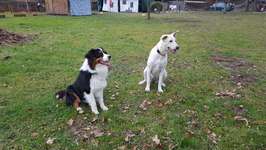 Hundeauslaufgebiet-Wadlzwicker - Eham e.V. Freilassing-Bild