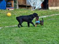 Hundeauslaufgebiet-Wadlzwicker - Eham e.V. Freilassing-Bild