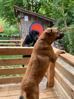 Hundeauslaufgebiet-Wadlzwicker - Eham e.V. Freilassing-Bild