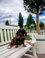 Hundeauslaufgebiet-Orangerie, Schloss Friedenstein-Bild