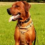 Ersteller:in D.N.D🐶T Profilbild