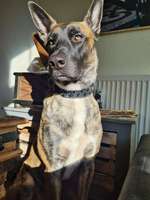 Wurfgeschwister gesucht Belgischer Schäferhund /Boxer mix-Beitrag-Bild