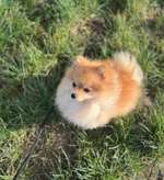 Fell von meinem Hund wächst nicht mehr-Beitrag-Bild