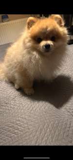 Fell von meinem Hund wächst nicht mehr-Beitrag-Bild