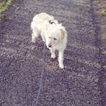 Kann man mehrere Rassen des Mischlings erkennen?-Beitrag-Bild