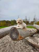 Hundeauslaufgebiet-Agility Platz Aschheim-Bild