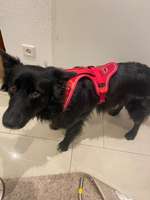 RESERVIERT - Rotes Curli Mesh Geschirr Belka comfort mit dog finder - Größe S-Beitrag-Bild
