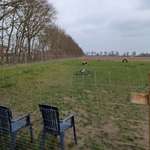 Hundeauslaufgebiet-Hundefreilaufwiese-Bild