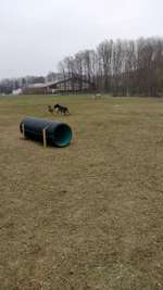 Hundeauslaufgebiet-Hundewiese Straubing-Bild