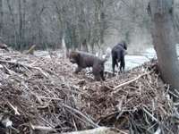 Hundeauslaufgebiet-Strand in Tegna-Bild