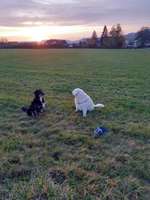 Hundeauslaufgebiet-Schöne Wiese-Bild