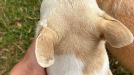 Fell Farbe am Ohr ist anders & man kann die Haare rausziehen :/?-Beitrag-Bild