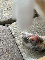 Krallenbeetentzündung-Beitrag-Bild