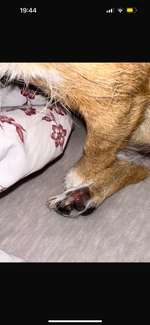 Krallenbeetentzündung-Beitrag-Bild