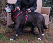 Suchmeldung-Polly-Bild