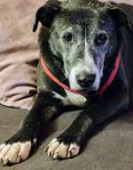 Suchmeldung-Polly-Bild