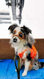 Maulkorb rauf - Vorurteile runter-Beitrag-Bild