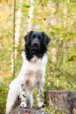 Stabyhoun ( Friese Stabij ) Halter gesucht!-Beitrag-Bild