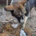 HSH - Rasse und zu erwartende Größe?-Beitrag-Bild