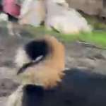 HSH - Rasse und zu erwartende Größe?-Beitrag-Bild