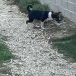 HSH - Rasse und zu erwartende Größe?-Beitrag-Bild