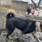 HSH - Rasse und zu erwartende Größe?-Beitrag-Bild