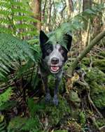 Gibt es hier noch mehr Cattle Dog Stumpy Tails?-Beitrag-Bild