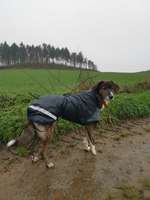 Hundemantel-Beitrag-Bild