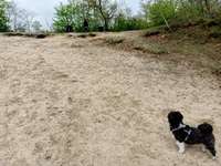 Hundeauslaufgebiet-Haddorfer See-Bild