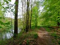 Hundeauslaufgebiet-Angelsee / Hengemühlensee-Bild