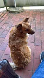 Welche Rassen-Beitrag-Bild