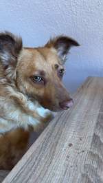 Welche Rassen-Beitrag-Bild