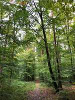 Hundeauslaufgebiet-Scheulberg-Bild