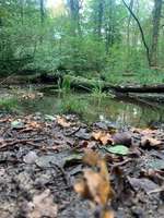 Hundeauslaufgebiet-Rotbachtal-Bild