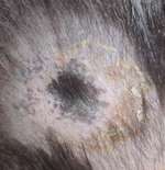 Erfahrungsberichte Cushing Syndrom beim Hund-Beitrag-Bild