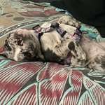 Ersteller:in De Profilbild