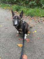 Miniatur Bullterrier-Beitrag-Bild