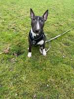 Angsthund-Beitrag-Bild