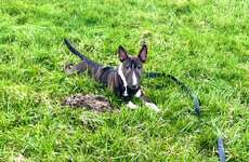 Wurfgeschwister gesucht-Beitrag-Bild