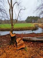 Hundeauslaufgebiet-Ackerwiese-Bild