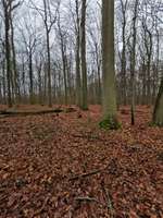 Hundeauslaufgebiet-Ackerwiese-Bild