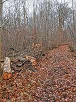 Hundeauslaufgebiet-Ackerwiese-Bild