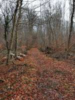 Hundeauslaufgebiet-Ackerwiese-Bild