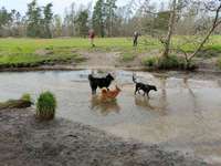 Hundeauslaufgebiet-Gundwiesen-Bild